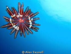 Flying Star by Alex Saywell 